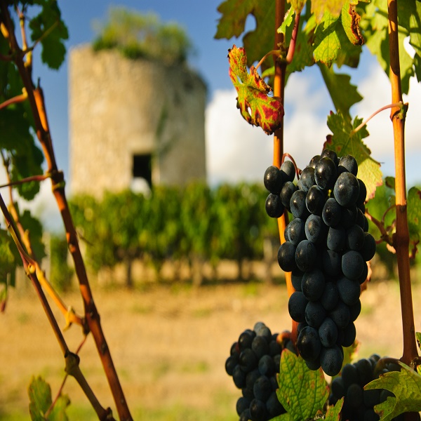 Grapes and ruined medieval tower in vineyard in region Medoc, France